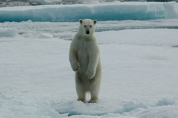 Greenland polar bear